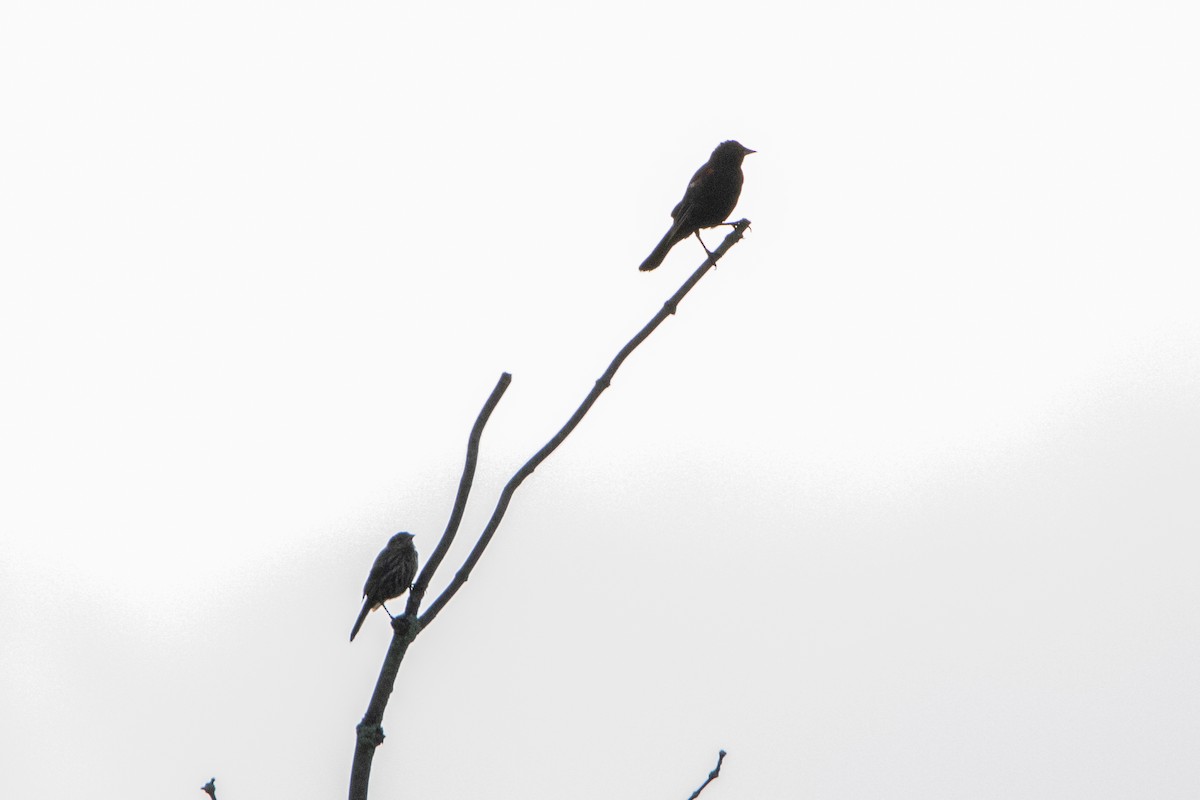 Red-winged Blackbird - ML622613019