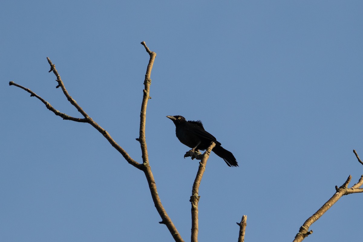 Common Grackle - Lazar Cvijanovic