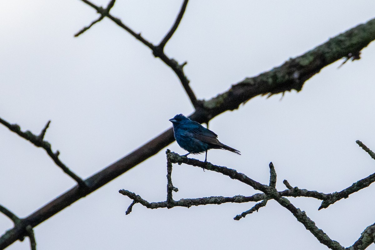 Indigo Bunting - ML622613046