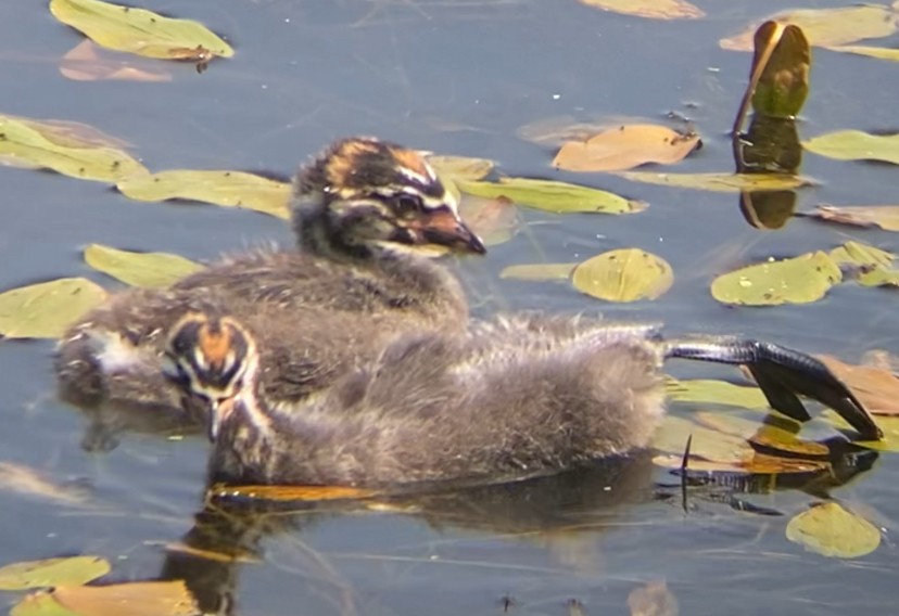 Pied-billed Grebe - ML622613072