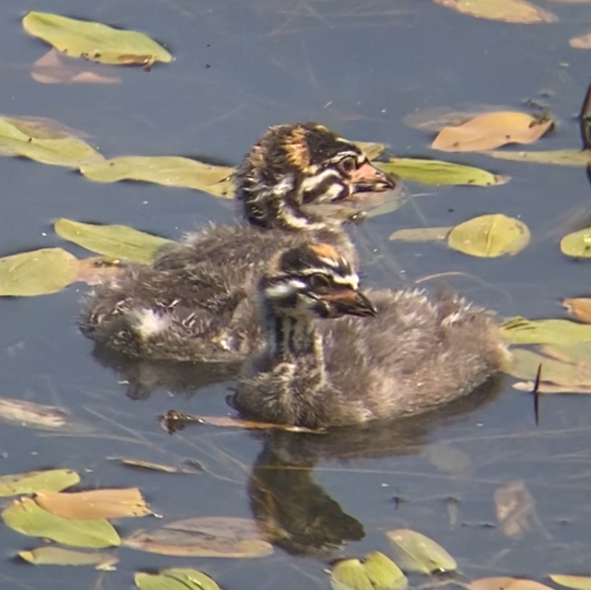 Pied-billed Grebe - ML622613073