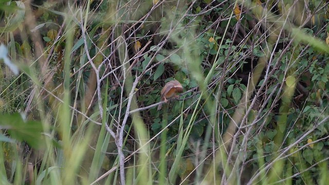Tawny-bellied Babbler - ML622613092