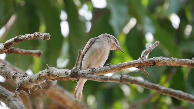スリランカサンショウクイ - ML622613158