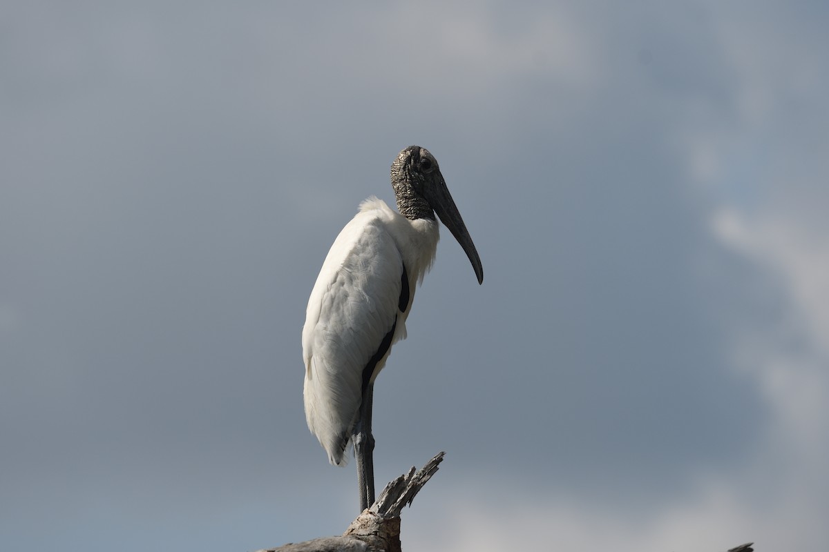 Wood Stork - ML622613174
