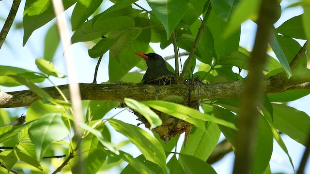 Square-tailed Bulbul - ML622613448