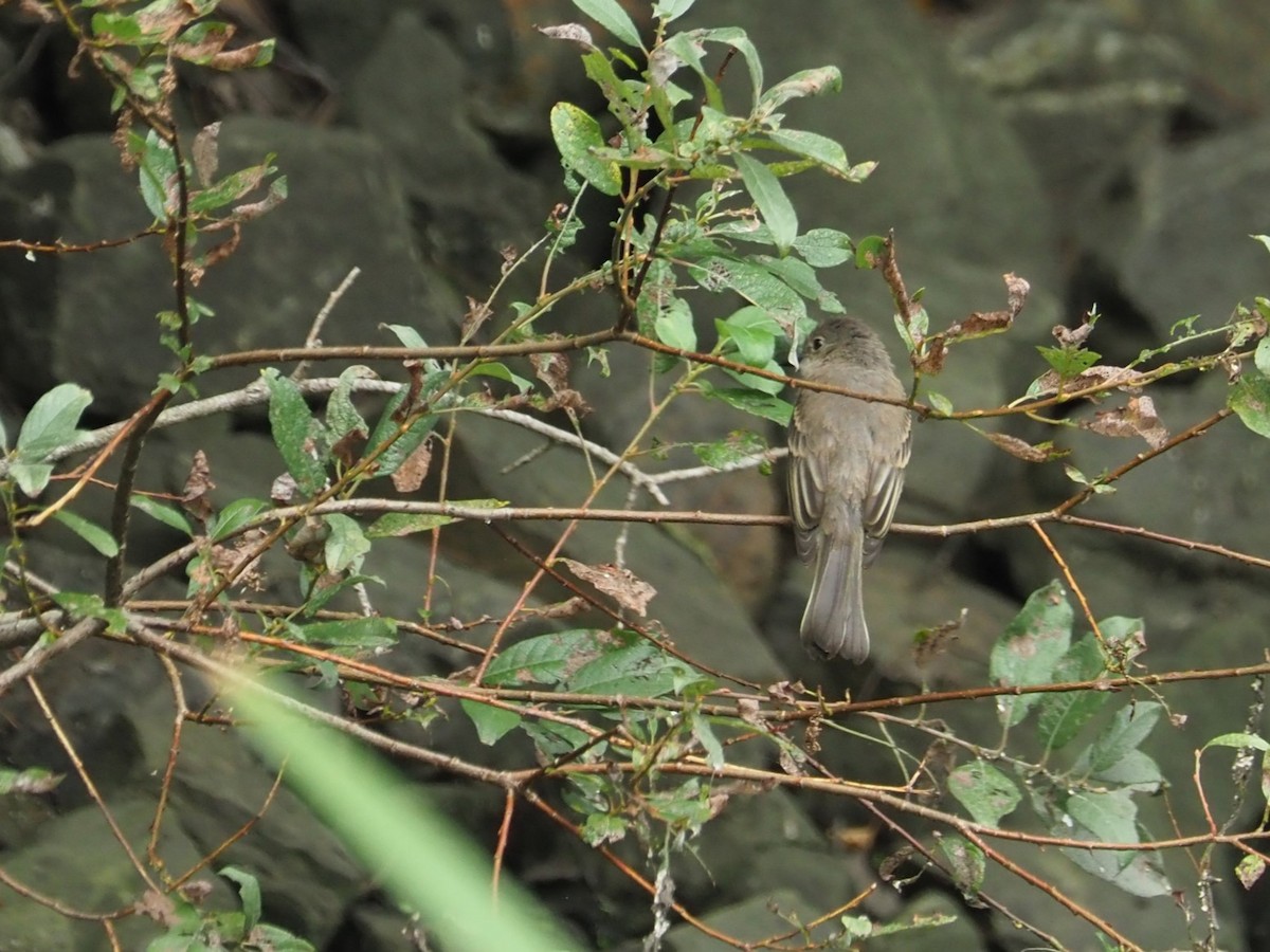 Eastern Wood-Pewee - ML622613486