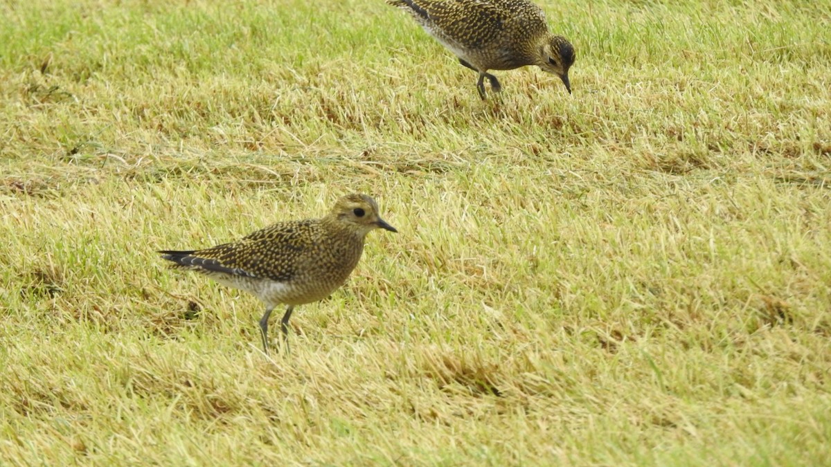 Chorlito Dorado Europeo - ML622613508