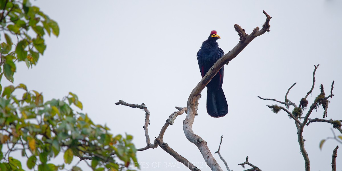 Ross's Turaco - ML622613556