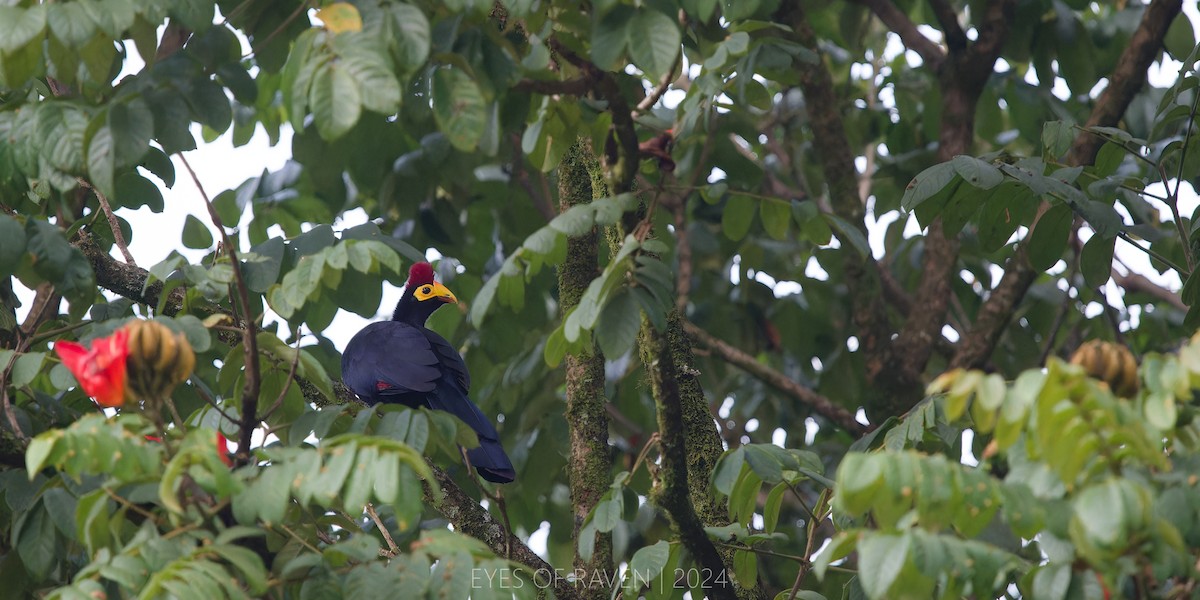 Ross's Turaco - ML622613557