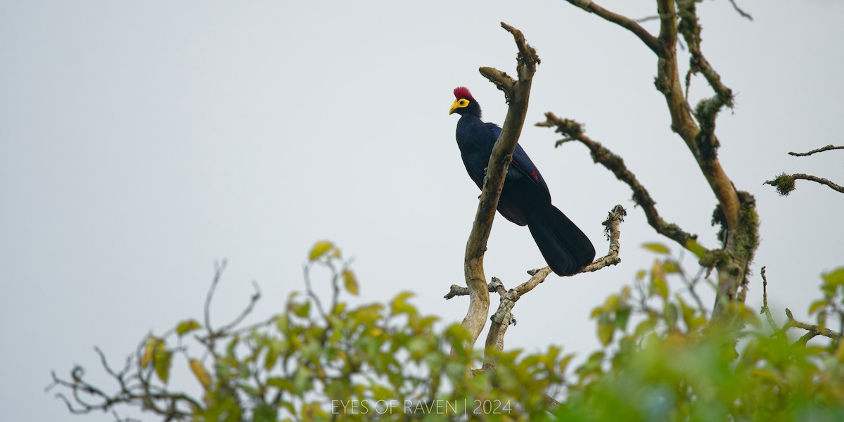 Ross's Turaco - ML622613558