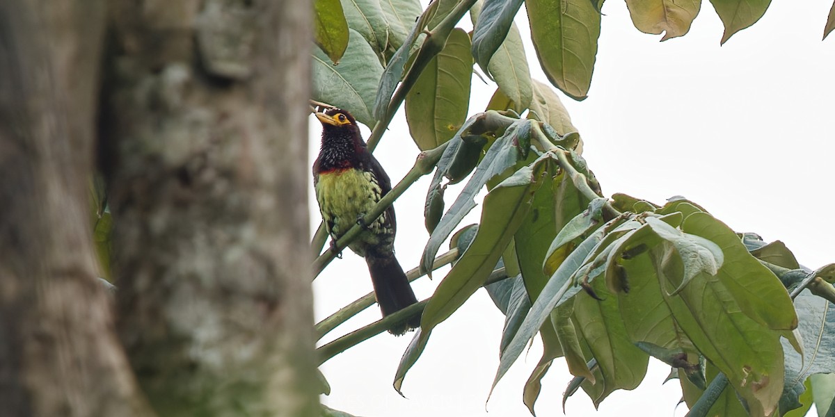 Gelbschnabel-Bartvogel - ML622613563