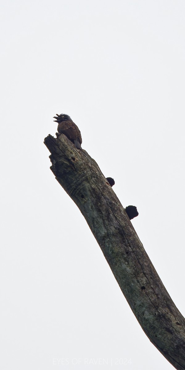 Gray-throated Barbet - ML622613566