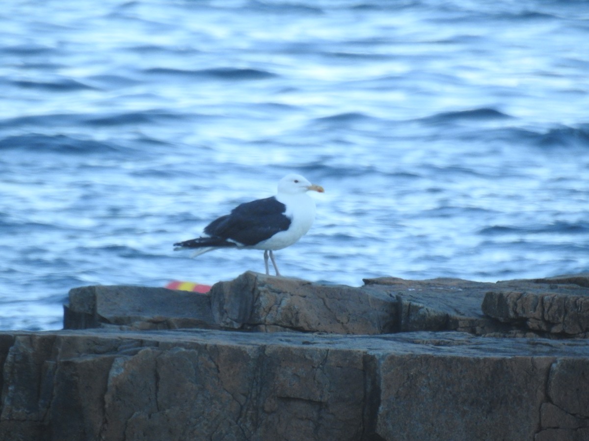 Great Black-backed Gull - ML622613573