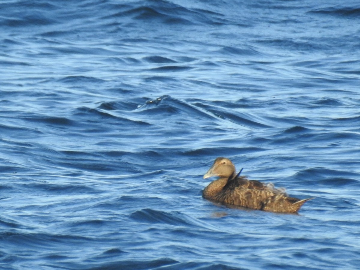 Common Eider - Alex Trifunovic