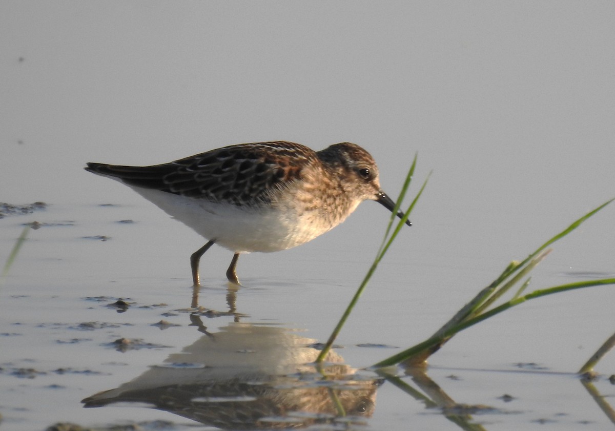 Western Sandpiper - ML622613611