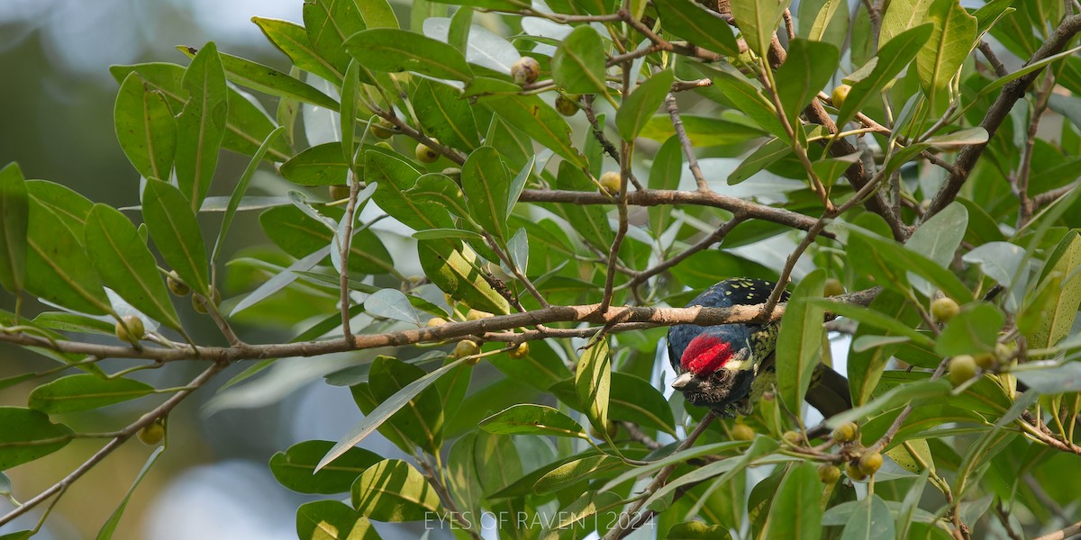 Yellow-spotted Barbet - ML622613643