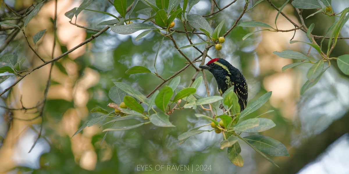 Yellow-spotted Barbet - ML622613645