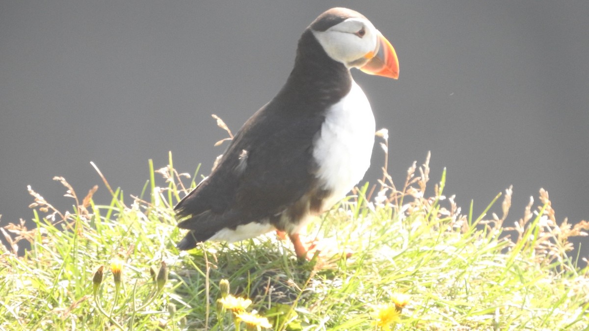 Atlantic Puffin - ML622613653