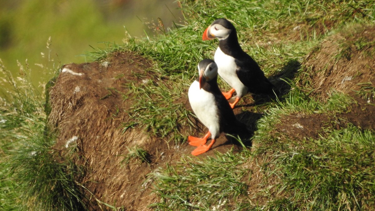 Atlantic Puffin - ML622613654