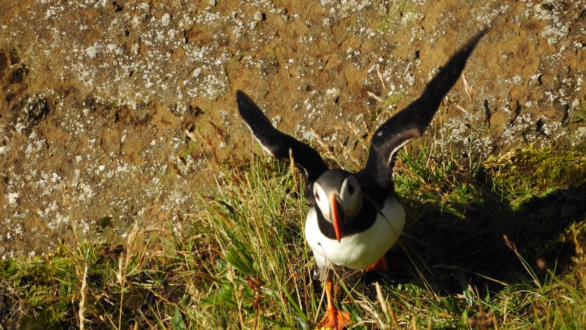 Atlantic Puffin - ML622613655