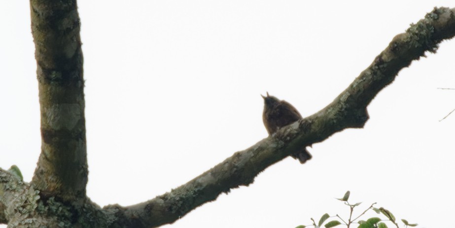 Gray-throated Barbet - ML622613684