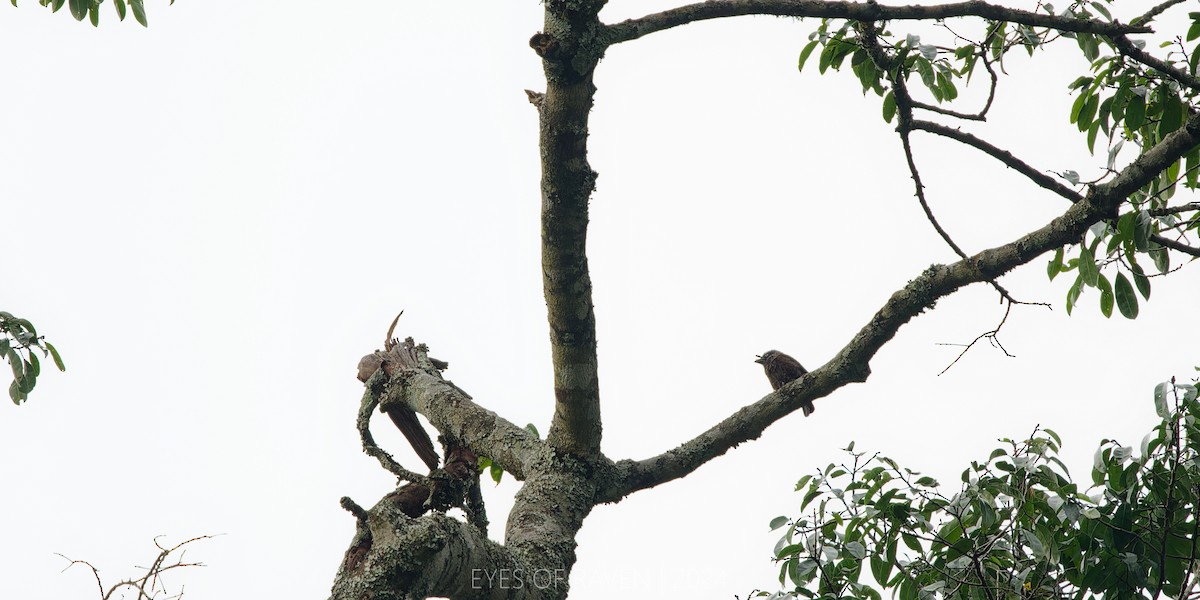 Gray-throated Barbet - ML622613685