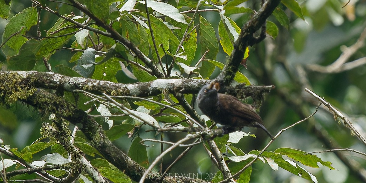 Gray-throated Barbet - ML622613689