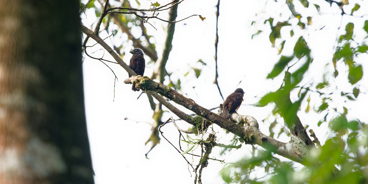 Gray-throated Barbet - ML622613736