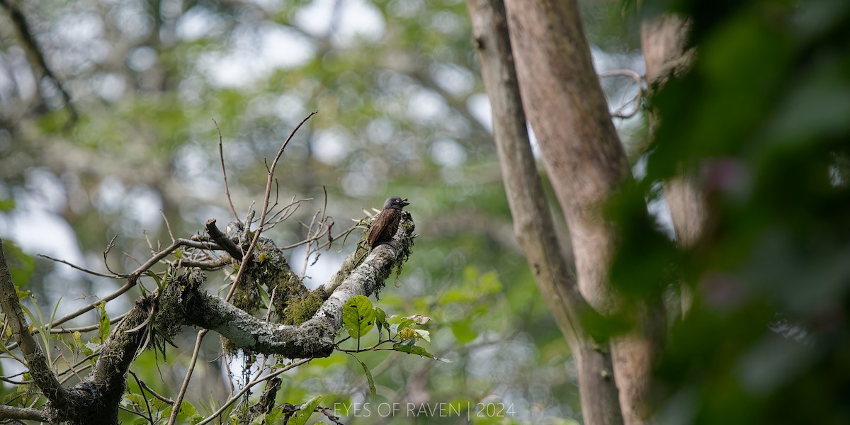 Gray-throated Barbet - ML622613737