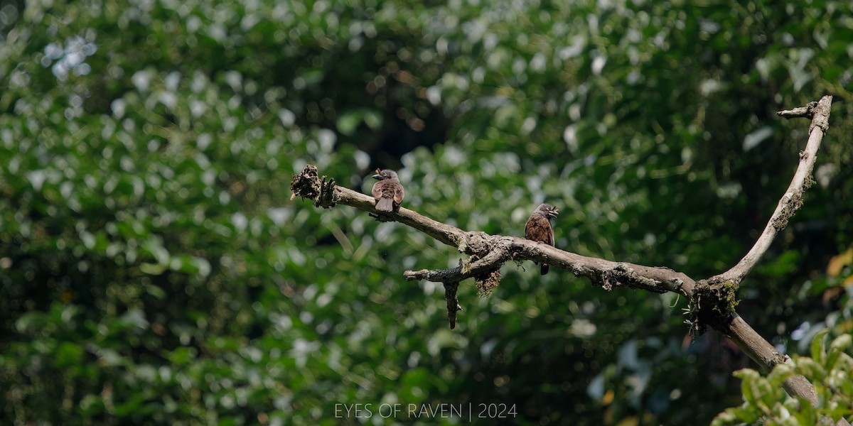 Gray-throated Barbet - ML622613748