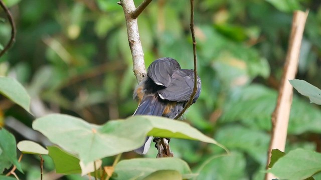 Sri Lanka Gray Hornbill - ML622613773