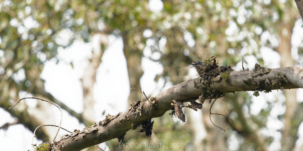 Gray-throated Barbet - ML622613776