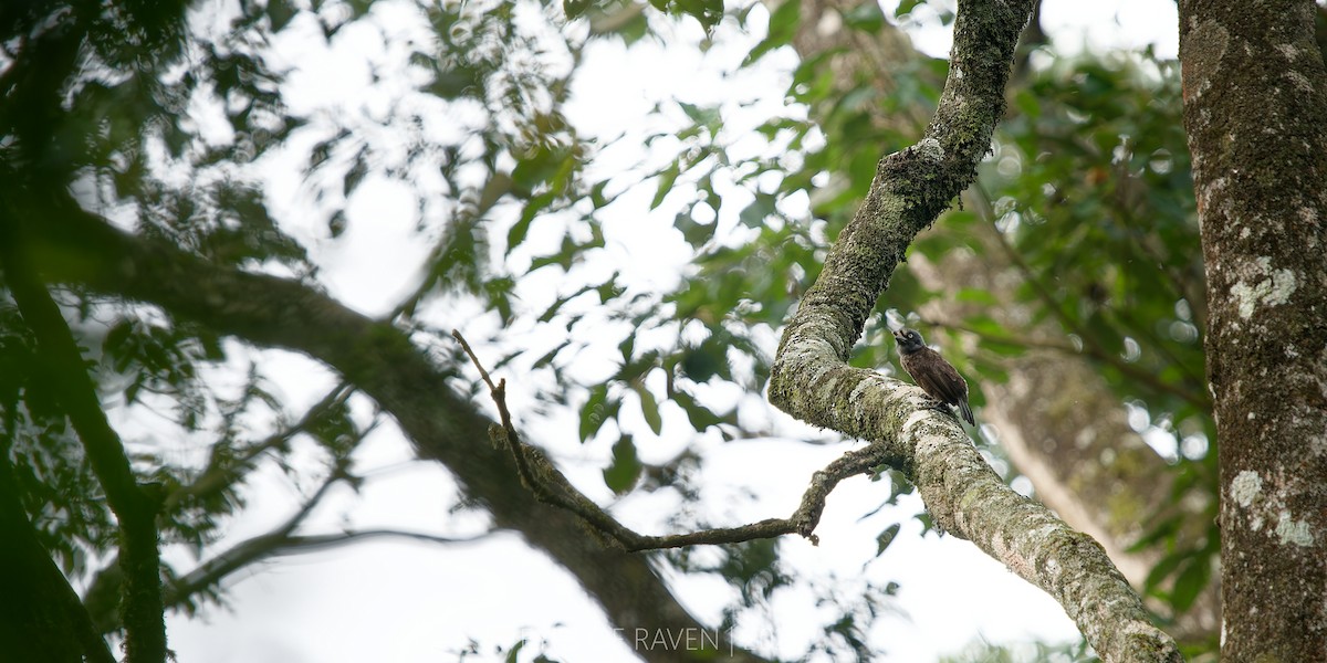 Gray-throated Barbet - ML622613777