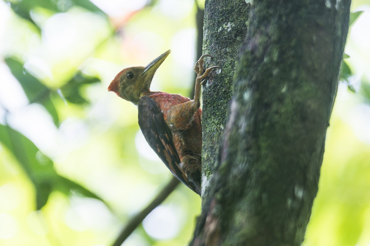 Orange-backed Woodpecker - ML622613785