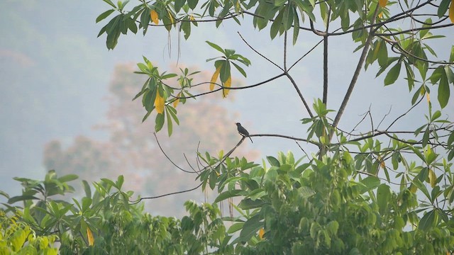 Square-tailed Bulbul - ML622613804