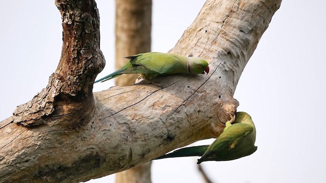 Rose-ringed Parakeet - ML622613922