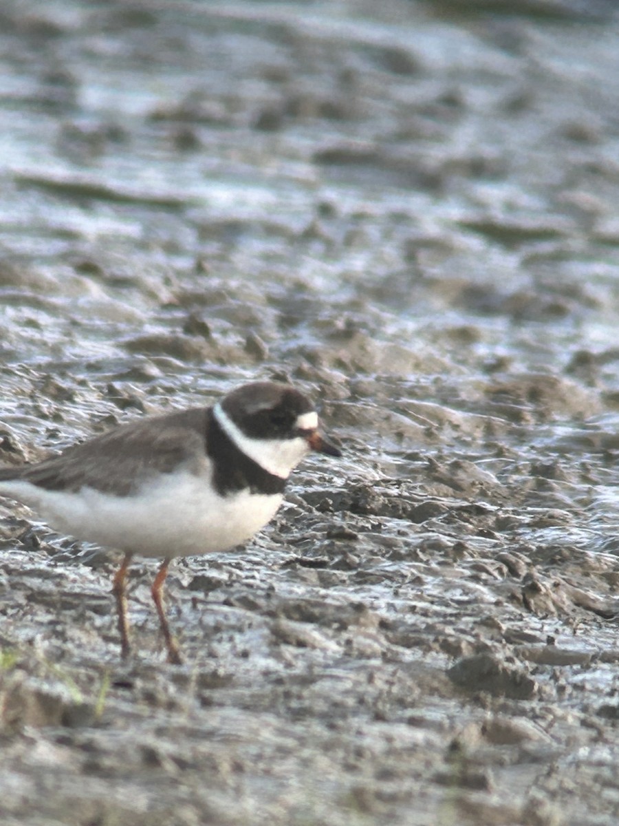 Semipalmated Plover - ML622613972