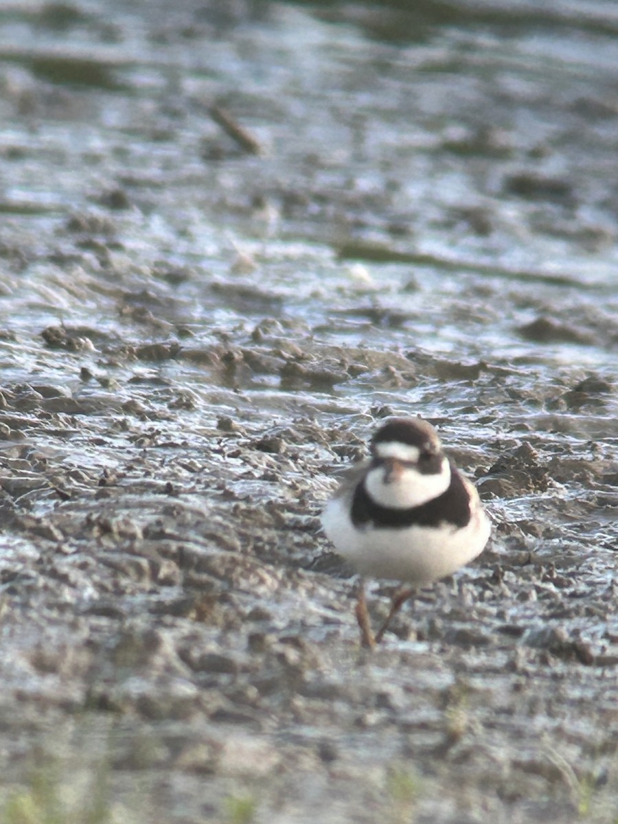 Semipalmated Plover - ML622613973