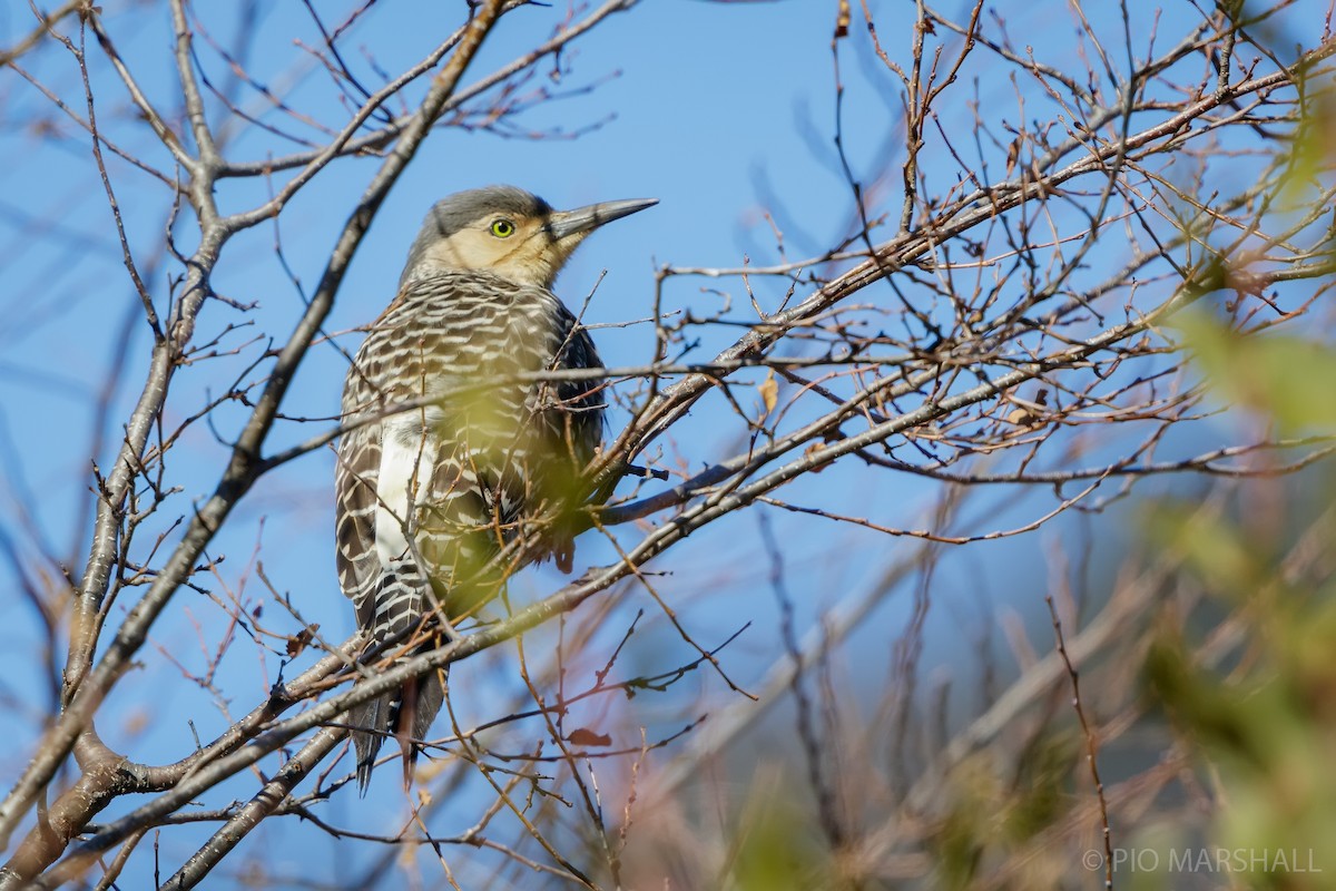 Chilean Flicker - ML622613974