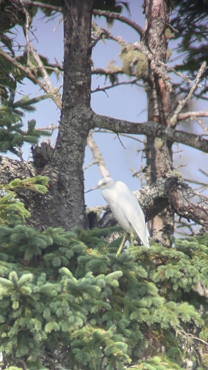 Little Blue Heron - ML622613985