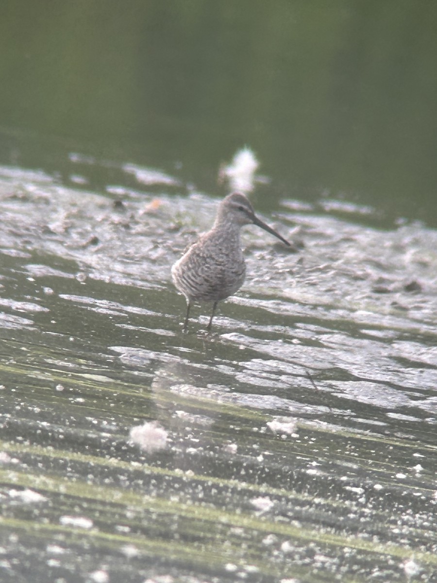 Stilt Sandpiper - ML622614009