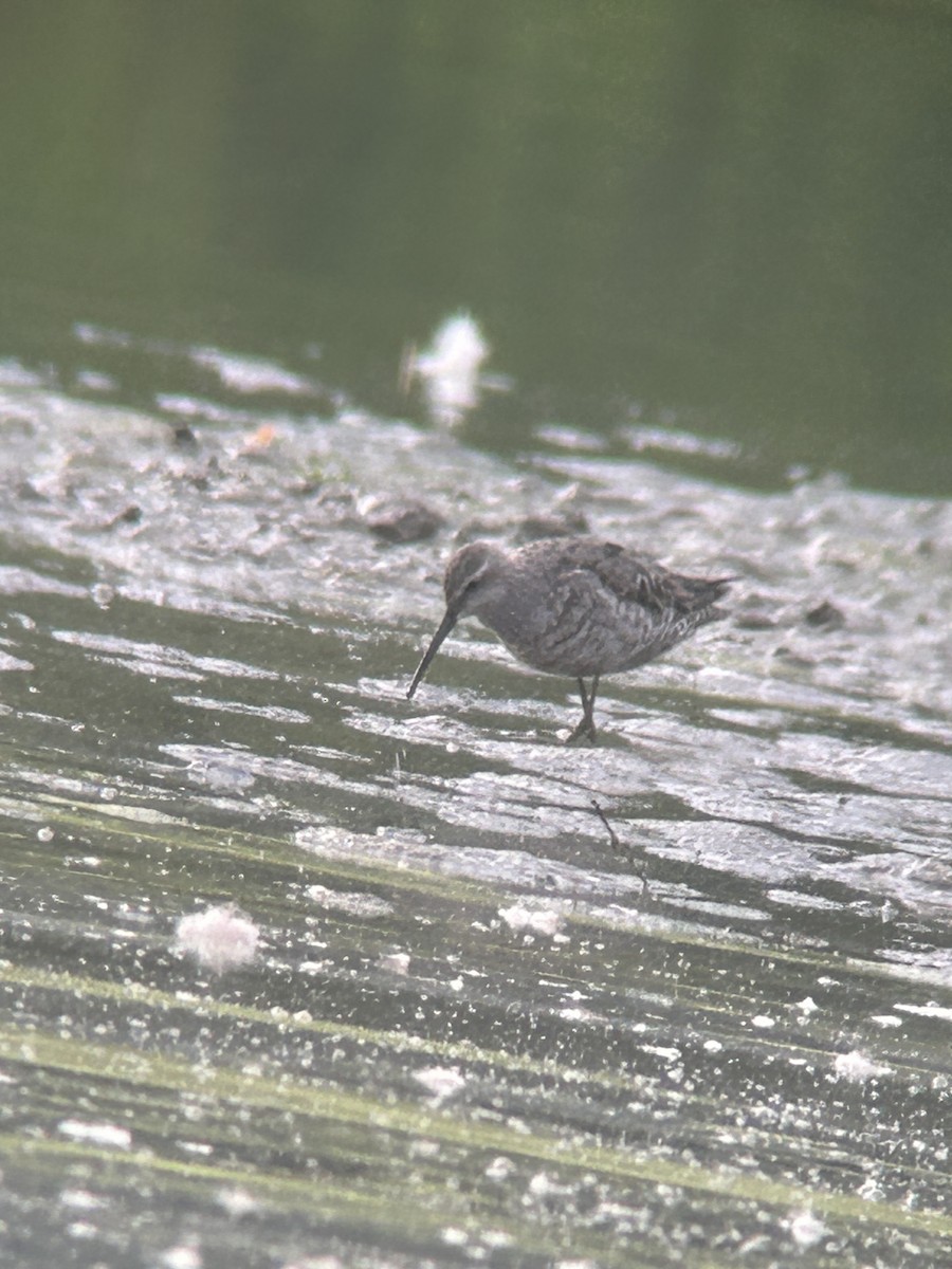 Stilt Sandpiper - ML622614010