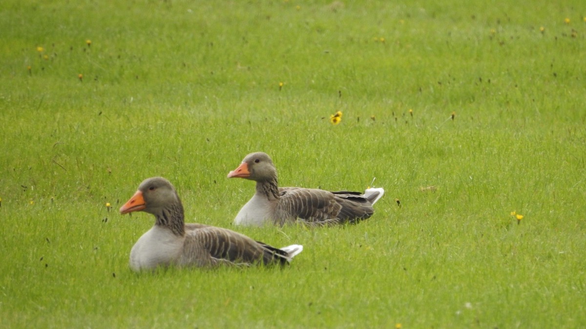 Graylag Goose - ML622614022