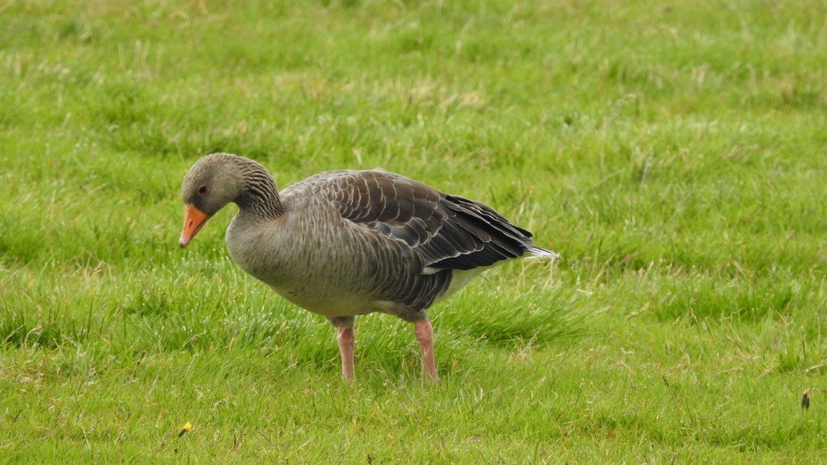 Graylag Goose - ML622614023