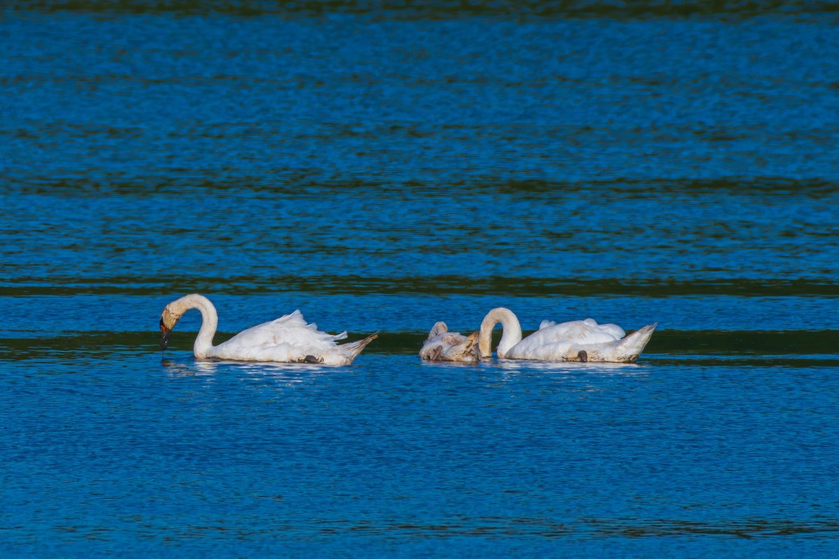 Mute Swan - ML622614070