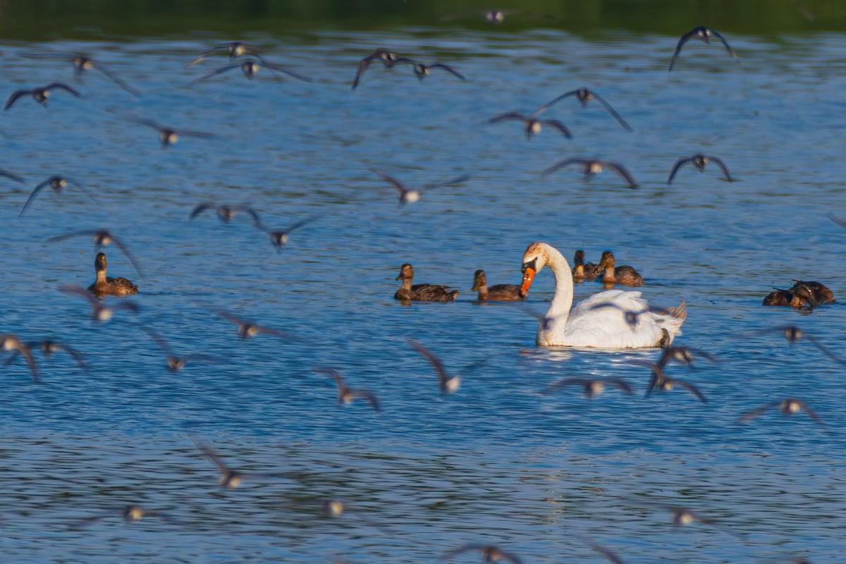 Mute Swan - ML622614071