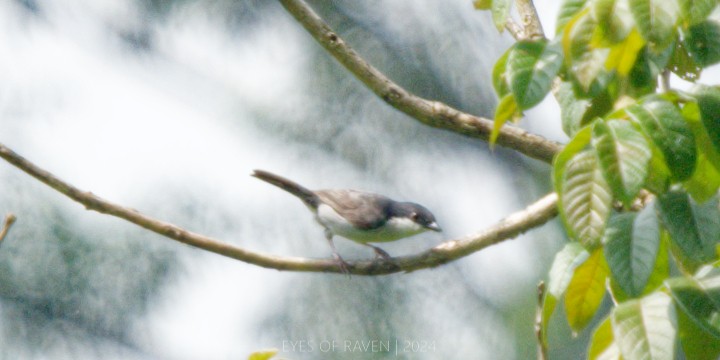 Pink-footed Puffback - Raven X