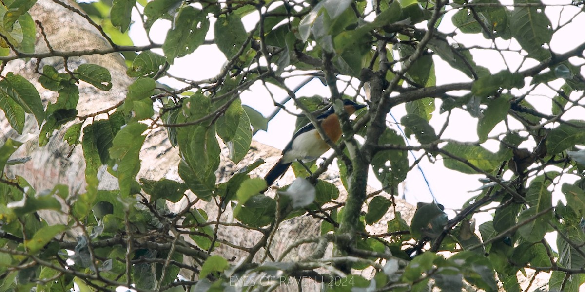 Lühder's Bushshrike - ML622614103