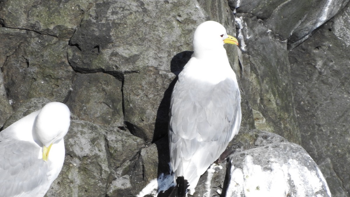 Black-legged Kittiwake - ML622614126