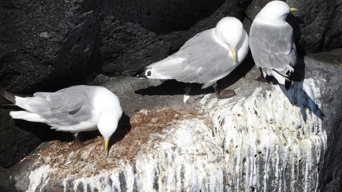 Black-legged Kittiwake - alicia montesinos